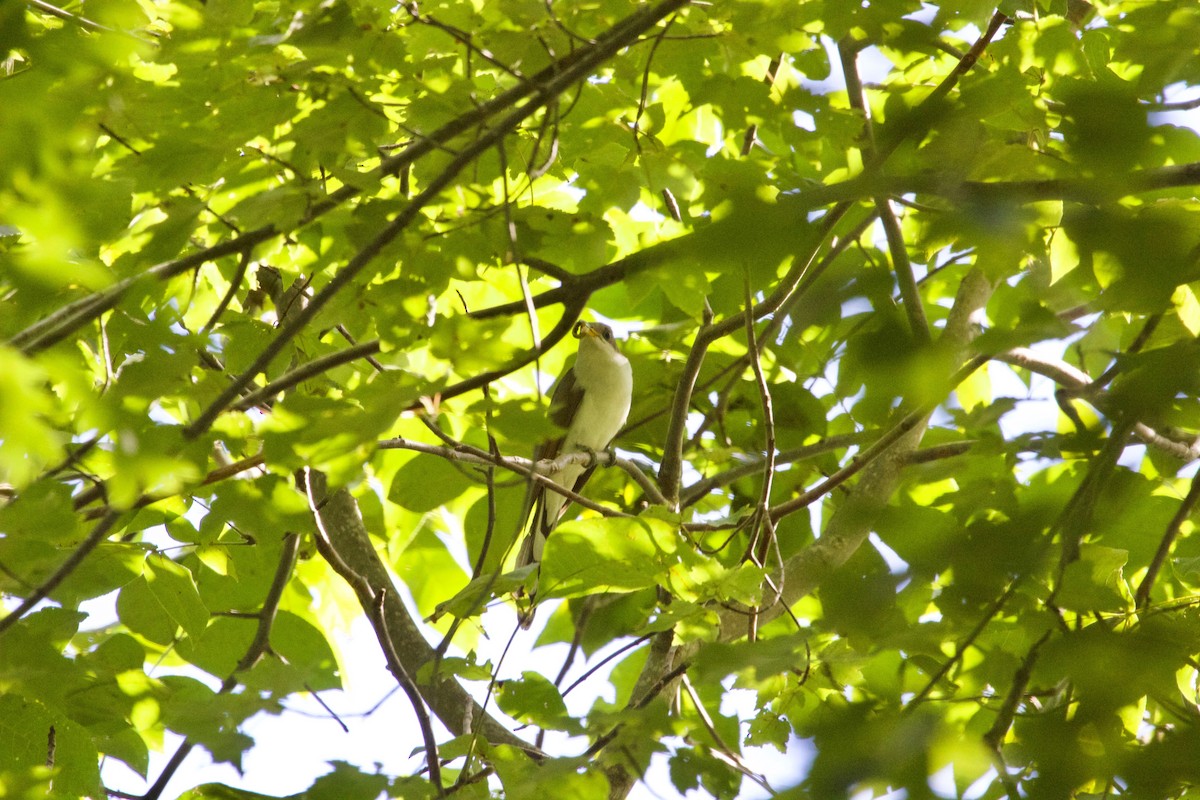 New York Breeding Bird Atlas Checklist 30 Jul 2023 Manorville Hills County Park 26 species