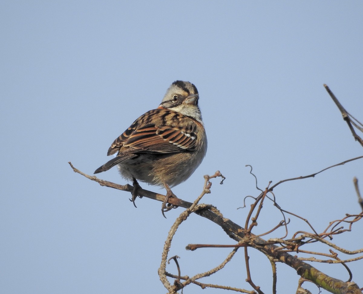 Rufous-collared Sparrow - ML598936921