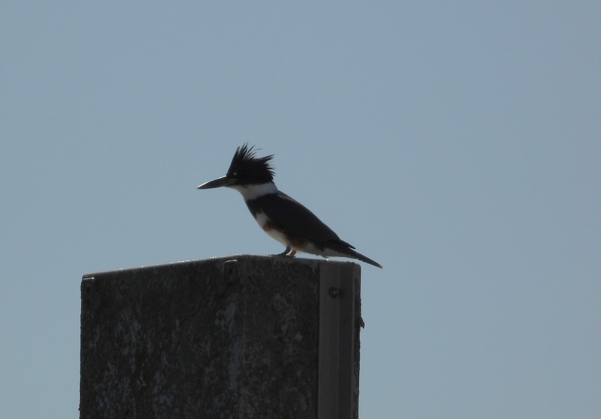 Belted Kingfisher - ML598938001