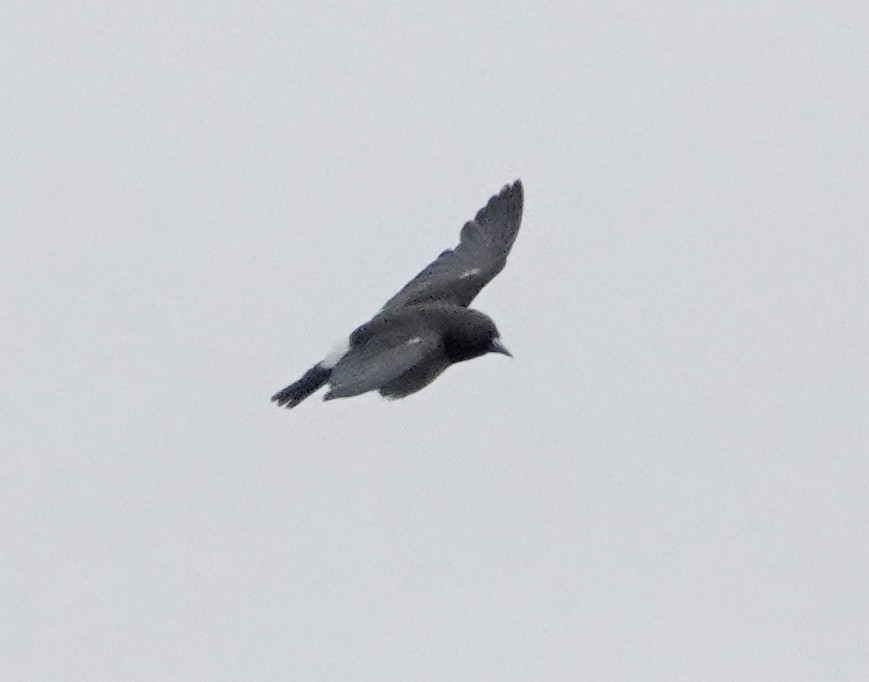 White-breasted Woodswallow - ML598943611
