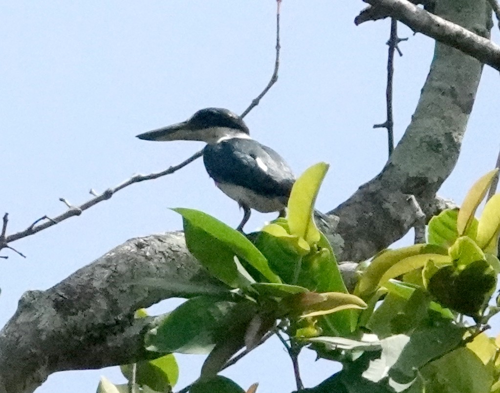Collared Kingfisher (Collared) - ML598943691