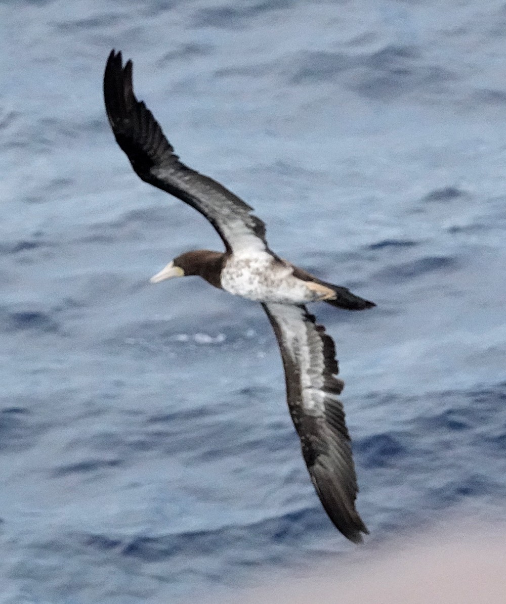 Brown Booby - ML598945761
