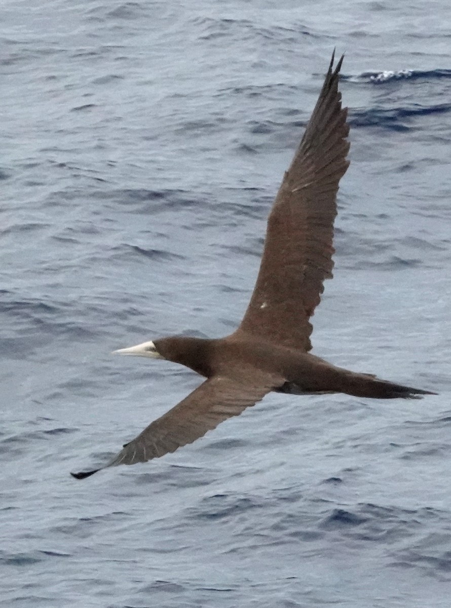 Brown Booby - ML598945771