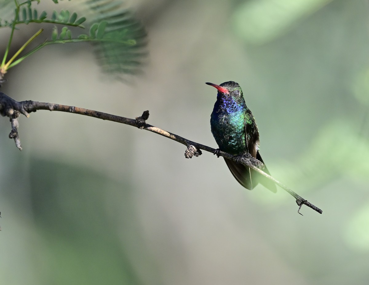 Broad-billed Hummingbird - ML598947091