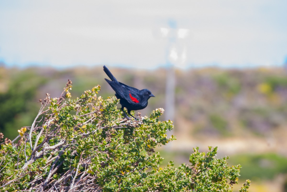 Red-winged Blackbird - Marjorie Morales