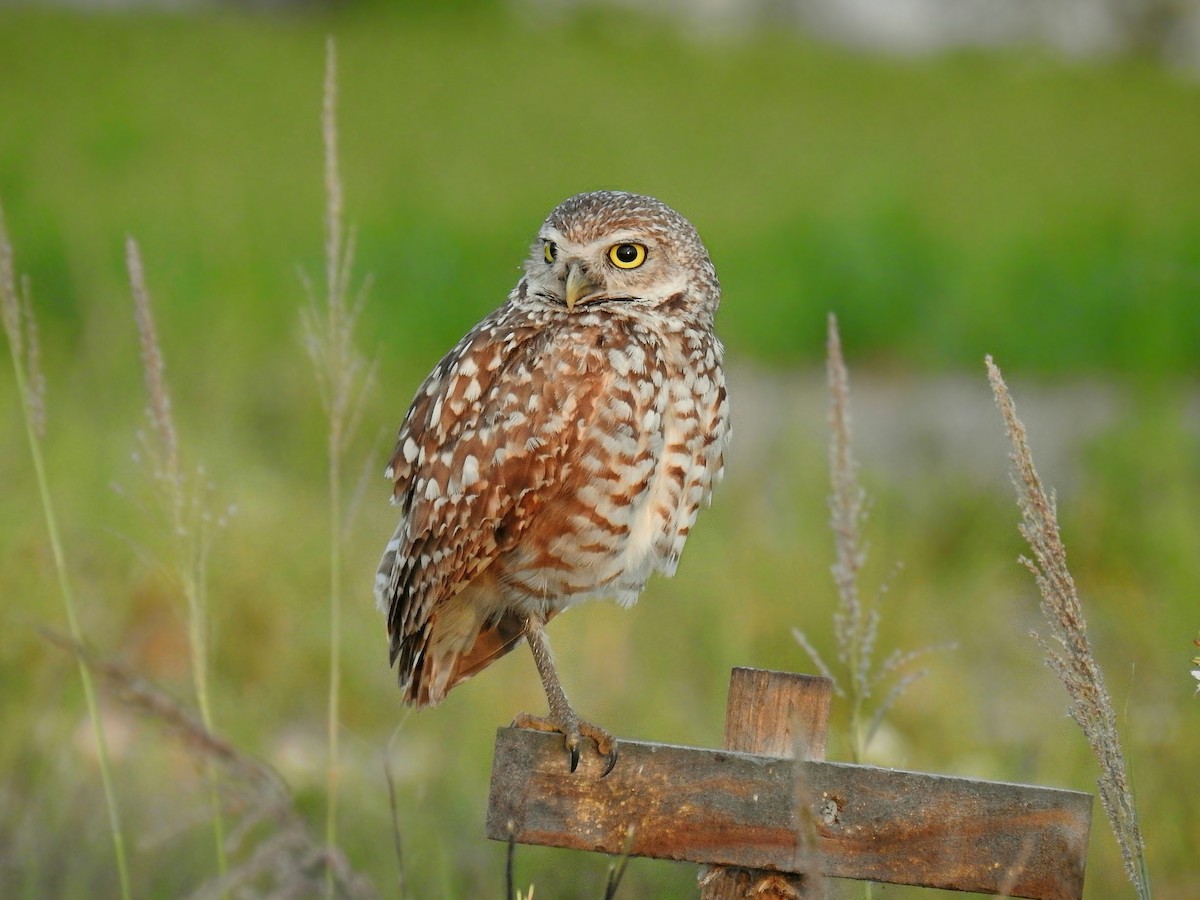Burrowing Owl (Florida) - Joseph Boros