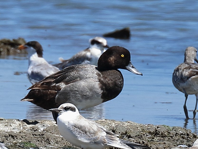 Greater Scaup - ML598949141