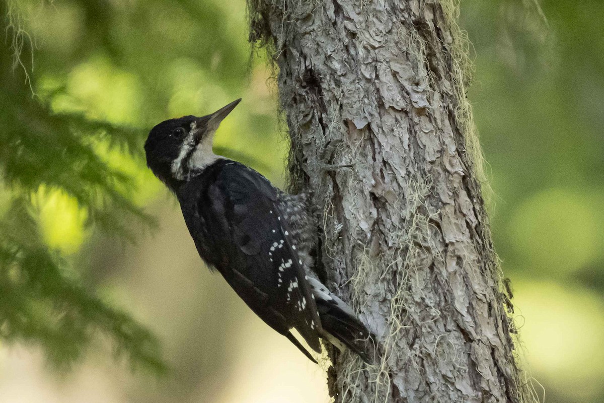 Black-backed Woodpecker - ML598954911