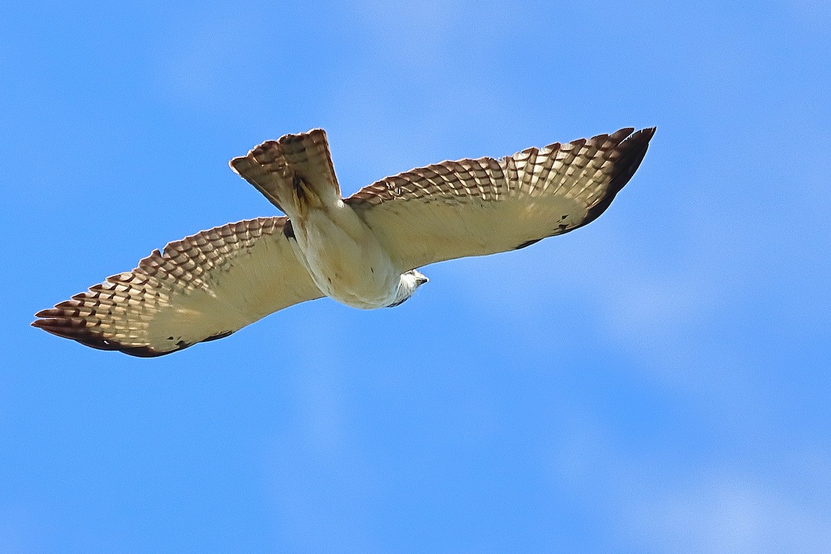 Short-tailed Hawk - ML598955581