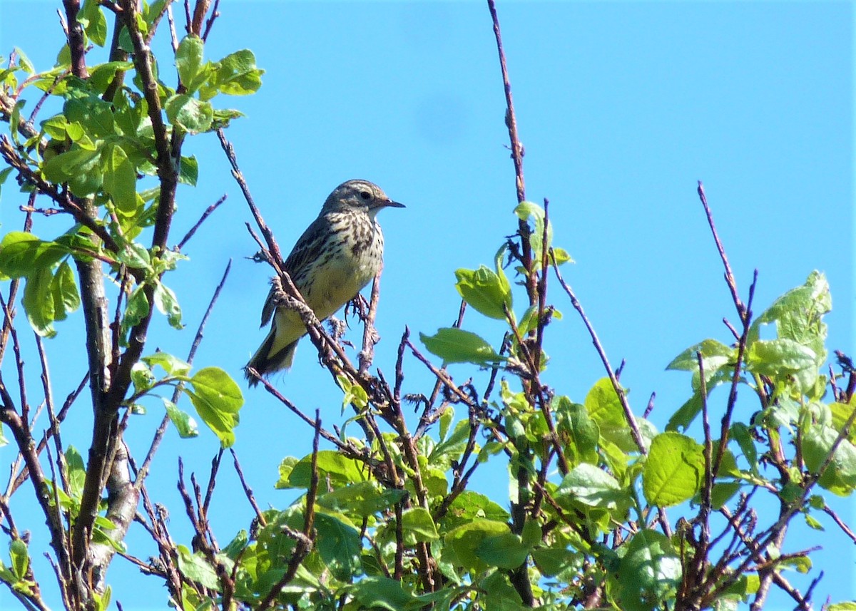 Meadow Pipit - ML598960781
