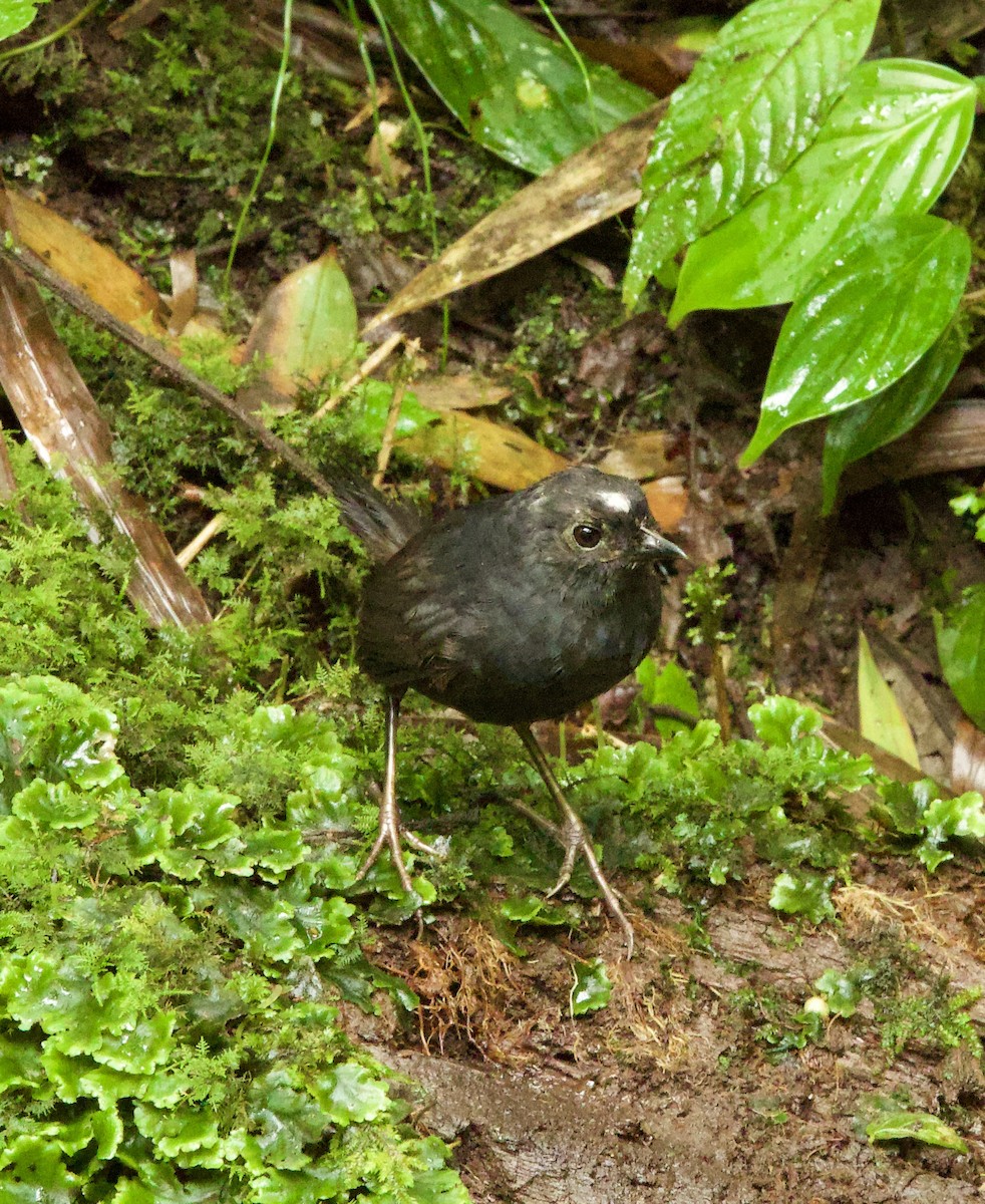 White-crowned Tapaculo - ML598961051