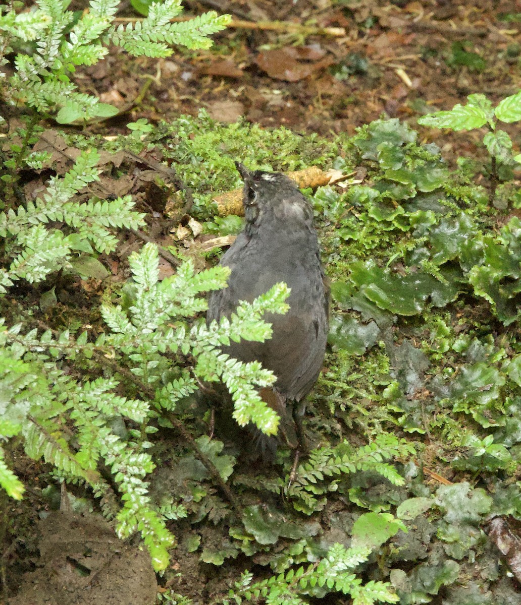 White-crowned Tapaculo - ML598961061