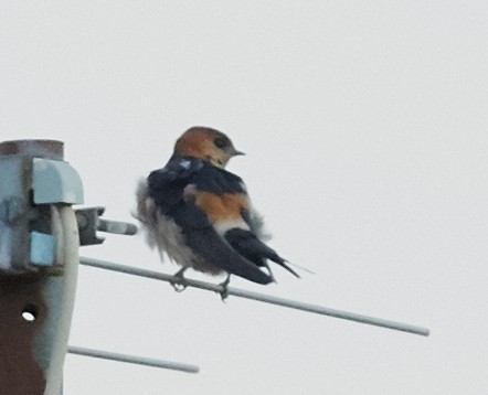 Red-rumped Swallow - ML59896151