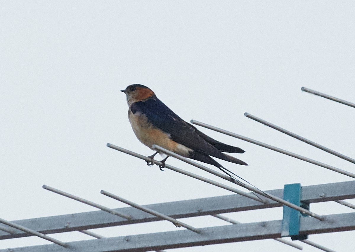 Red-rumped Swallow - ML59896171