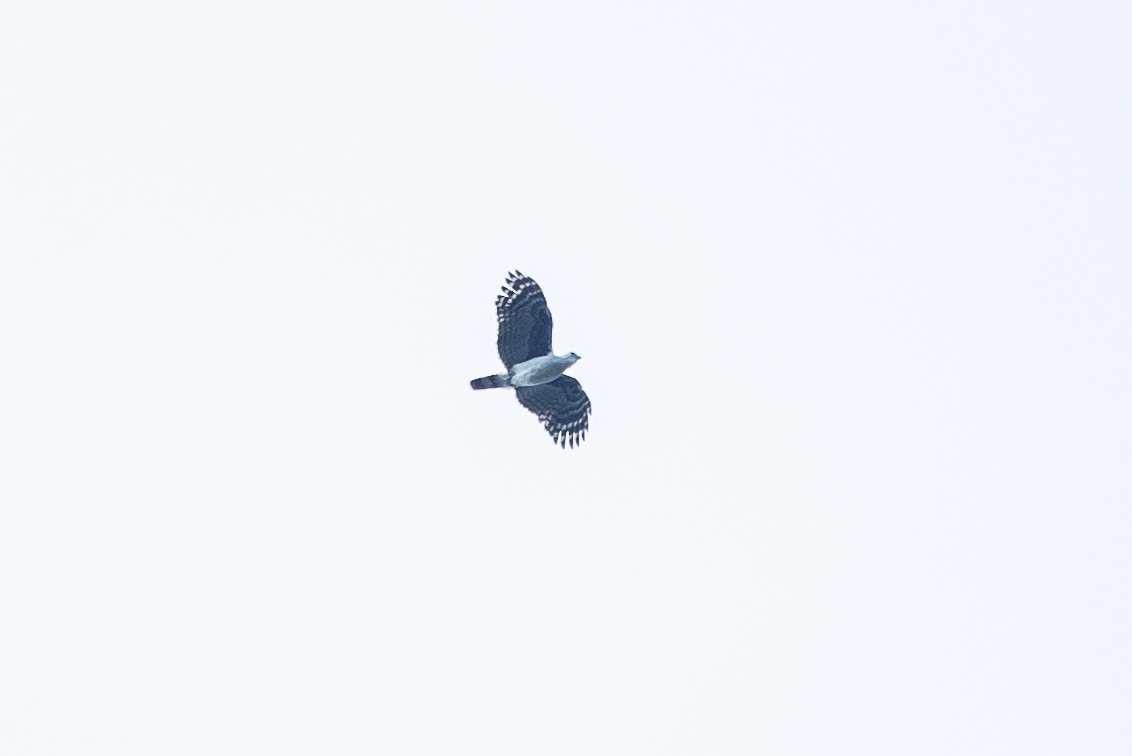 Gray-headed Kite - ML598961801