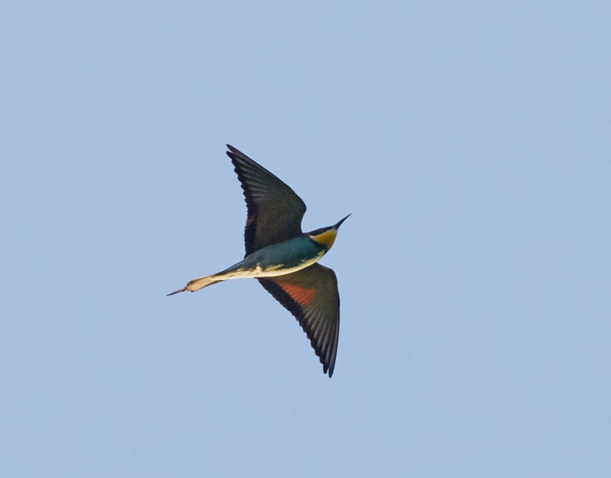 European Bee-eater - ML59896281