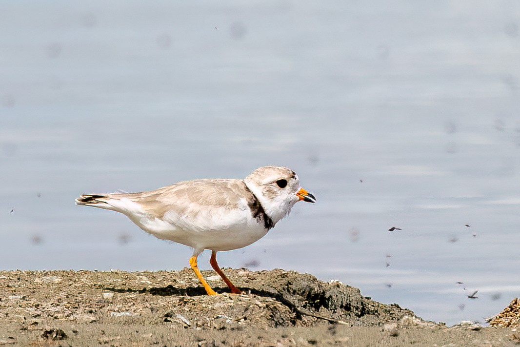 Piping Plover - ML598962941