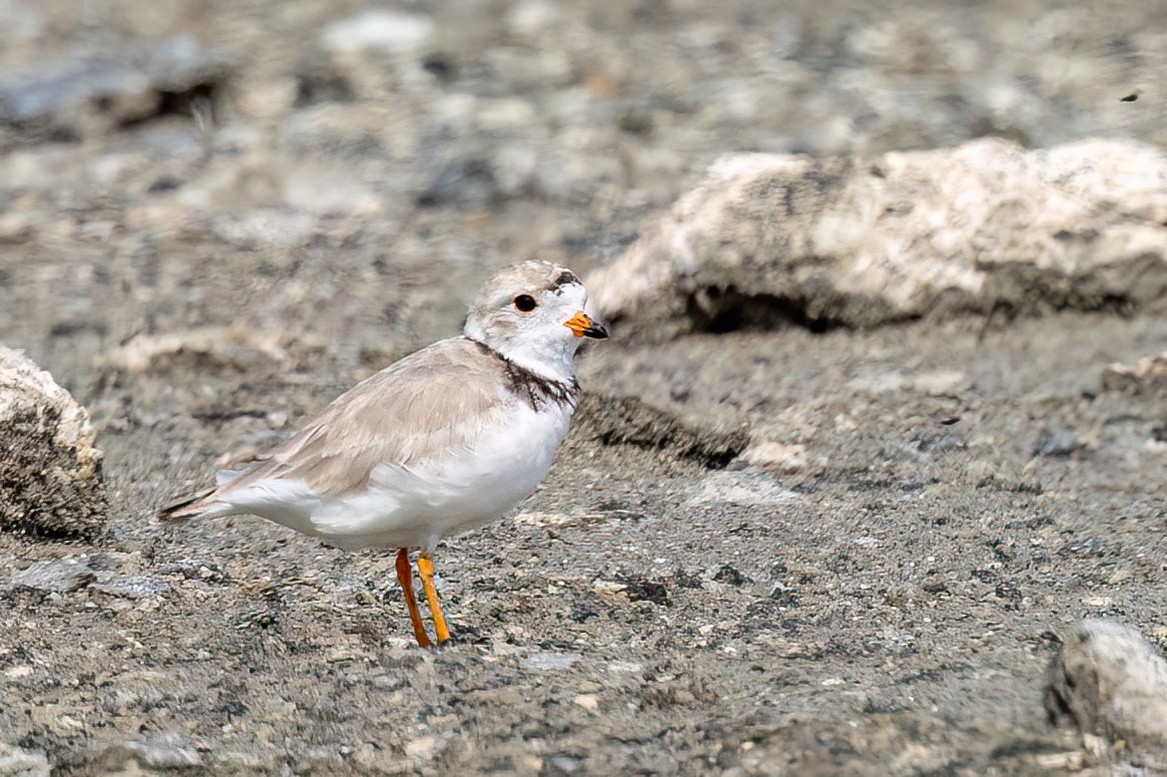 Piping Plover - ML598962991