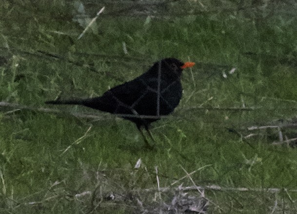 Eurasian Blackbird - ML59896451