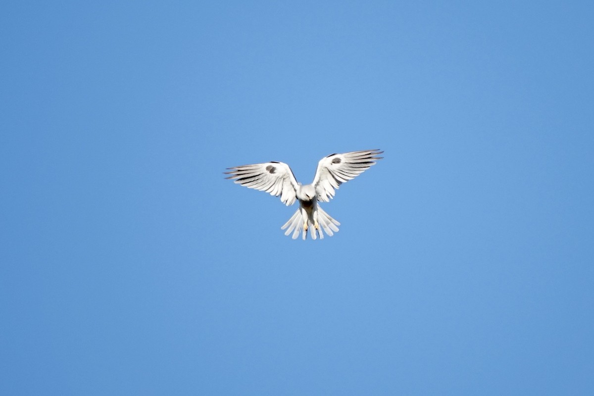 White-tailed Kite - ML598964811