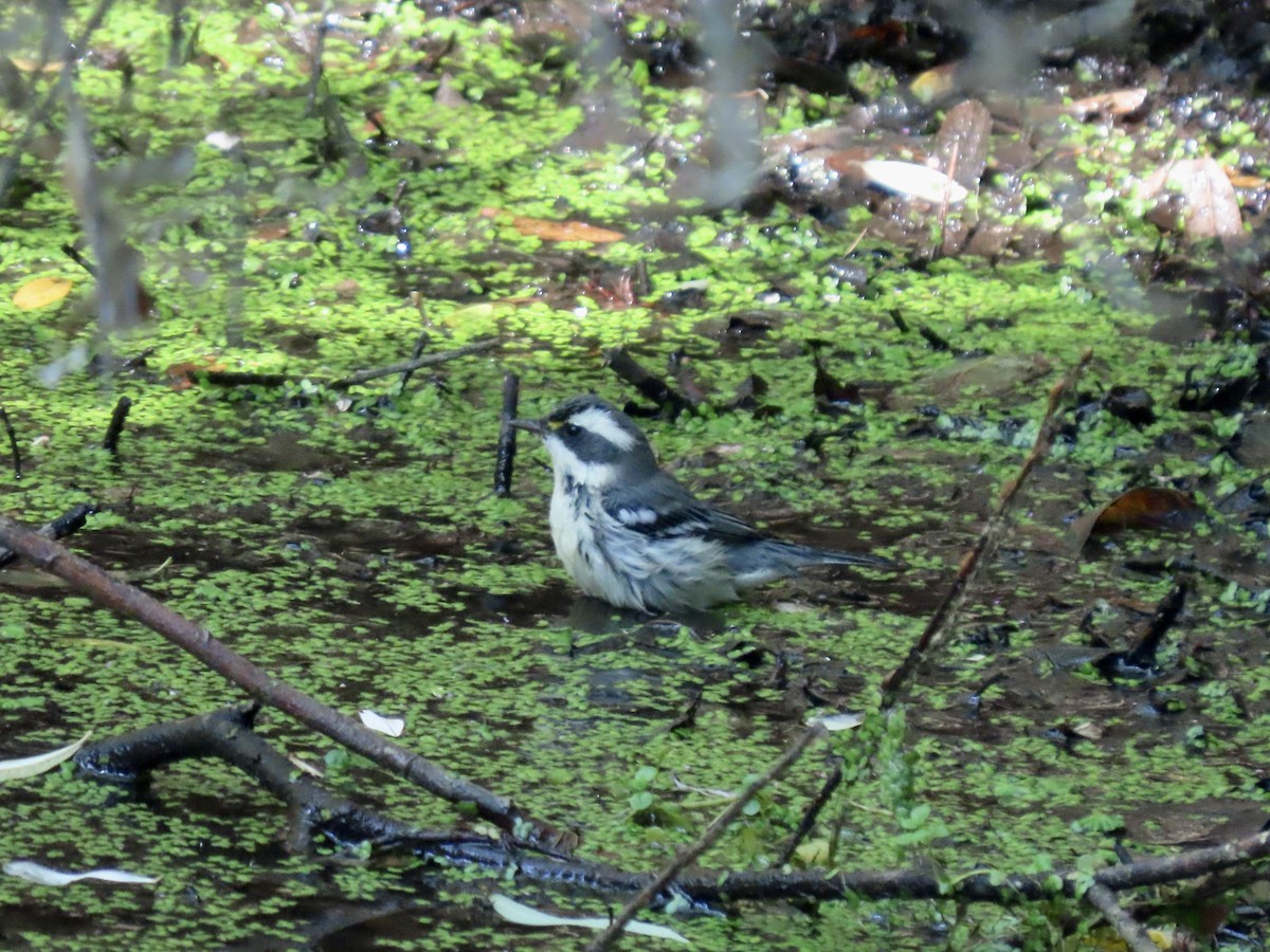 Black-throated Gray Warbler - ML598967051