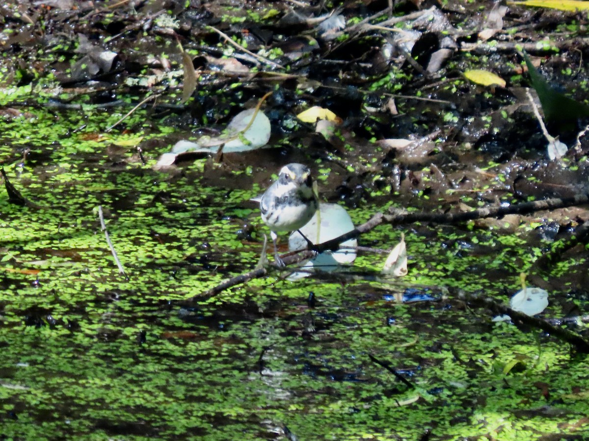 Black-throated Gray Warbler - ML598967071