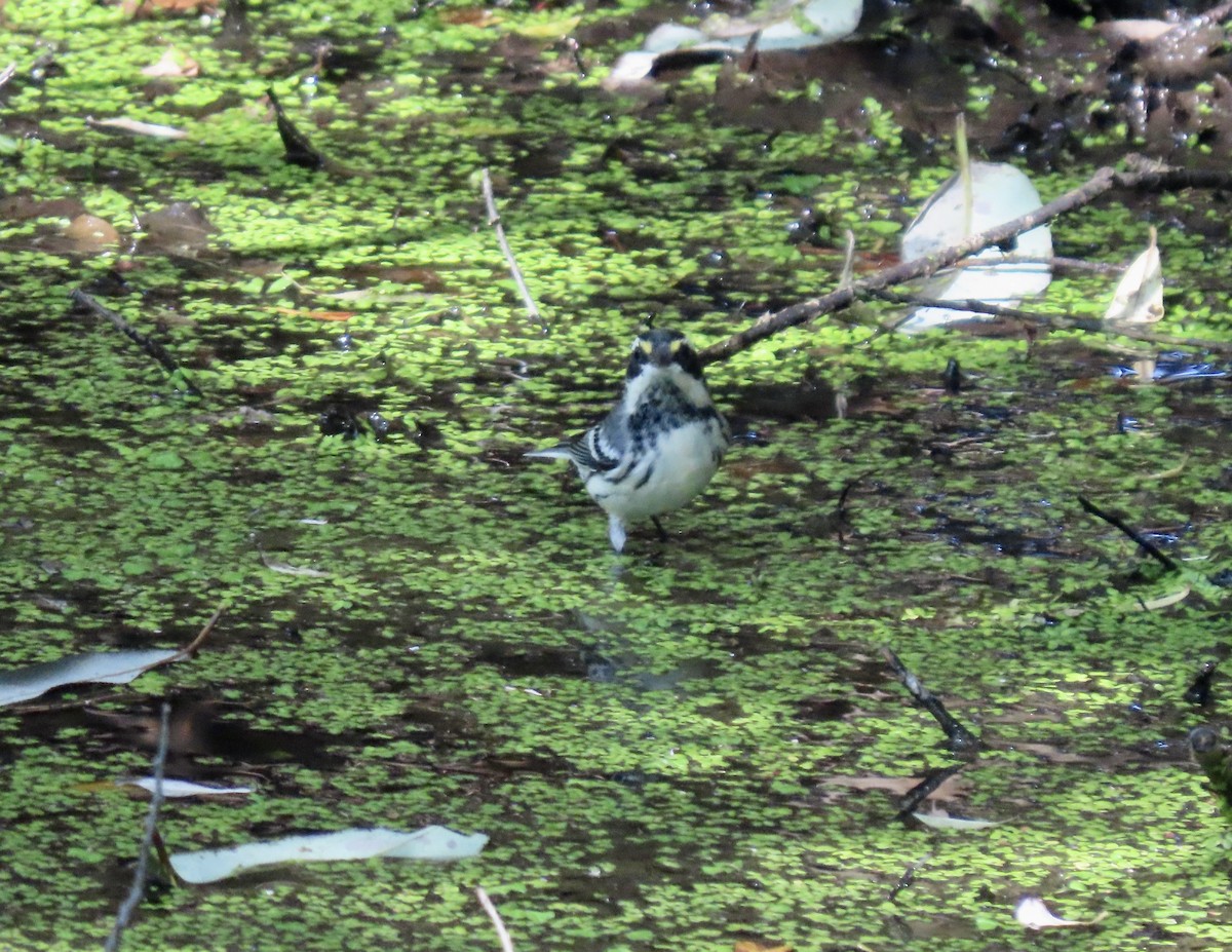 Black-throated Gray Warbler - ML598967111
