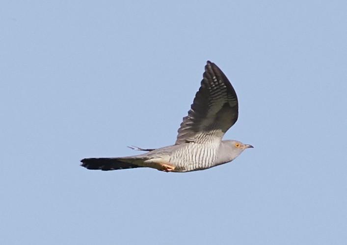 Common Cuckoo - ML59896771