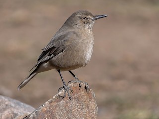  - Black-billed Shrike-Tyrant