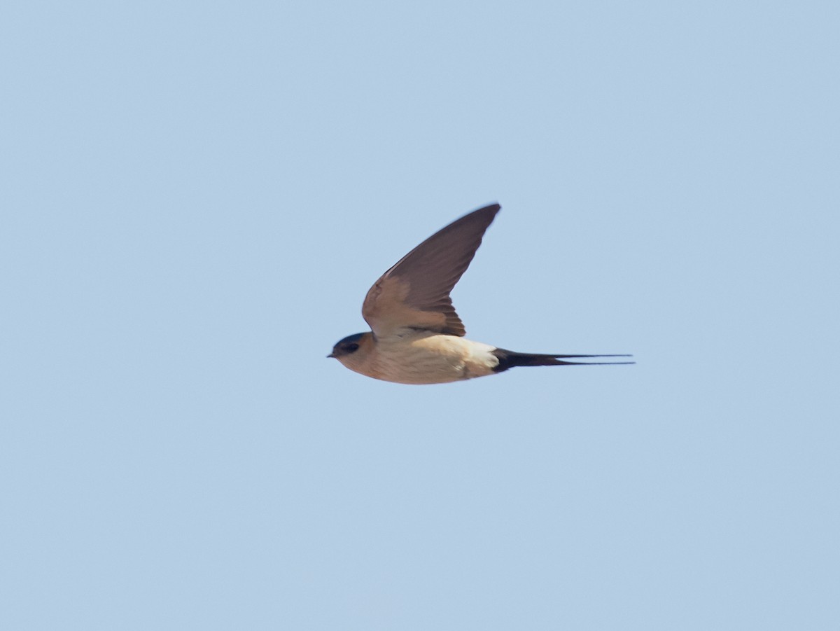 Red-rumped Swallow - ML59897211