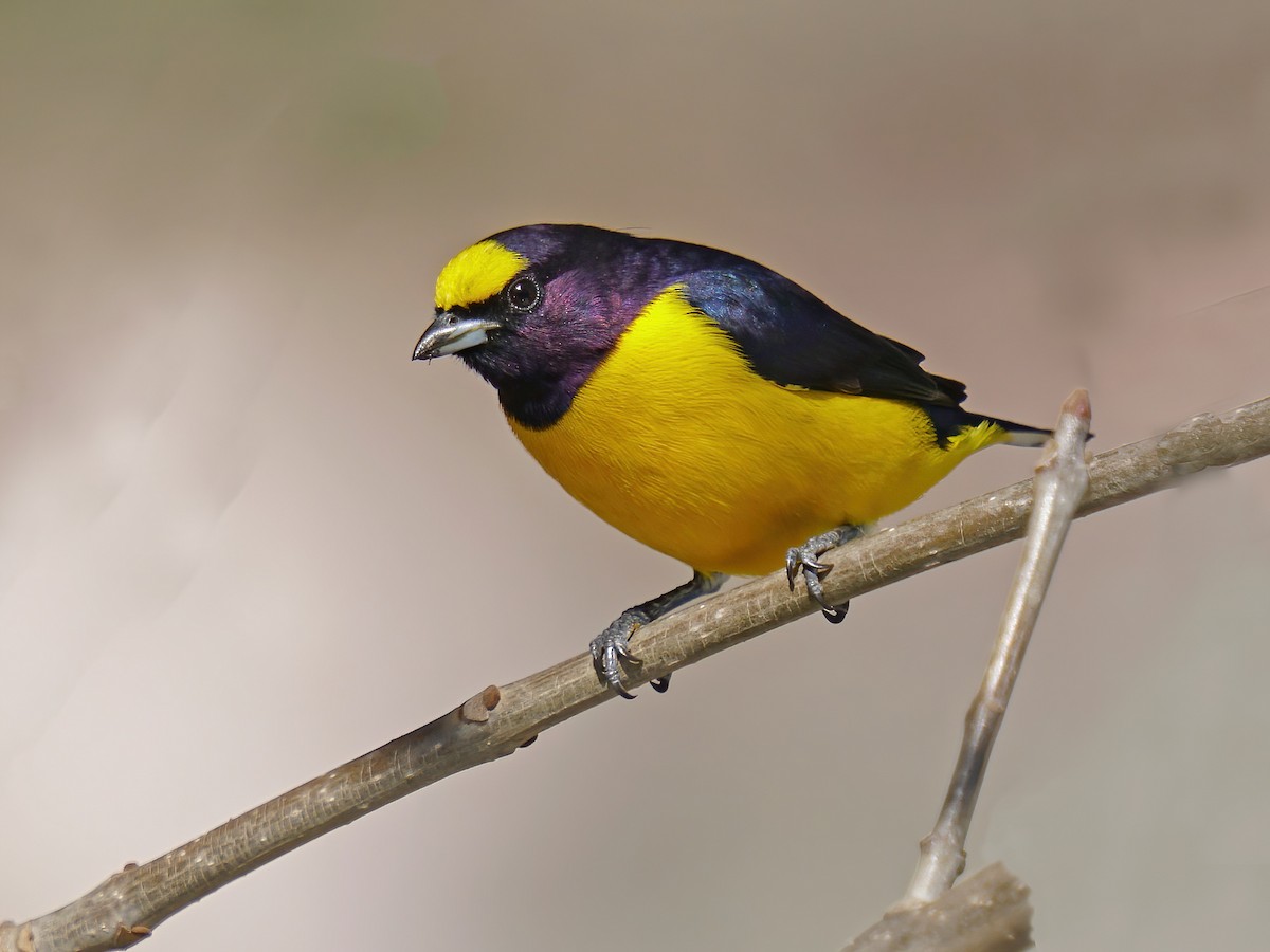 Purple-throated Euphonia - Euphonia chlorotica - Birds of the World