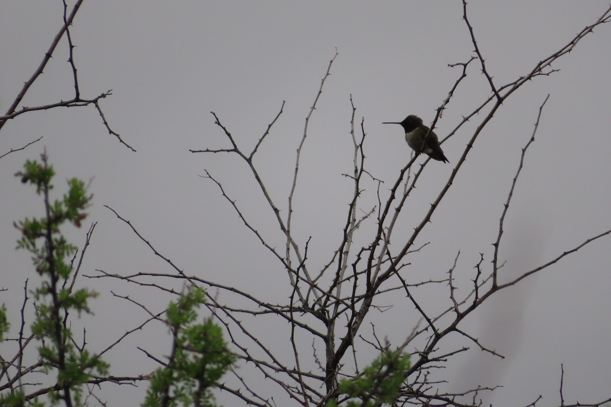 Black-chinned Hummingbird - ML598976901