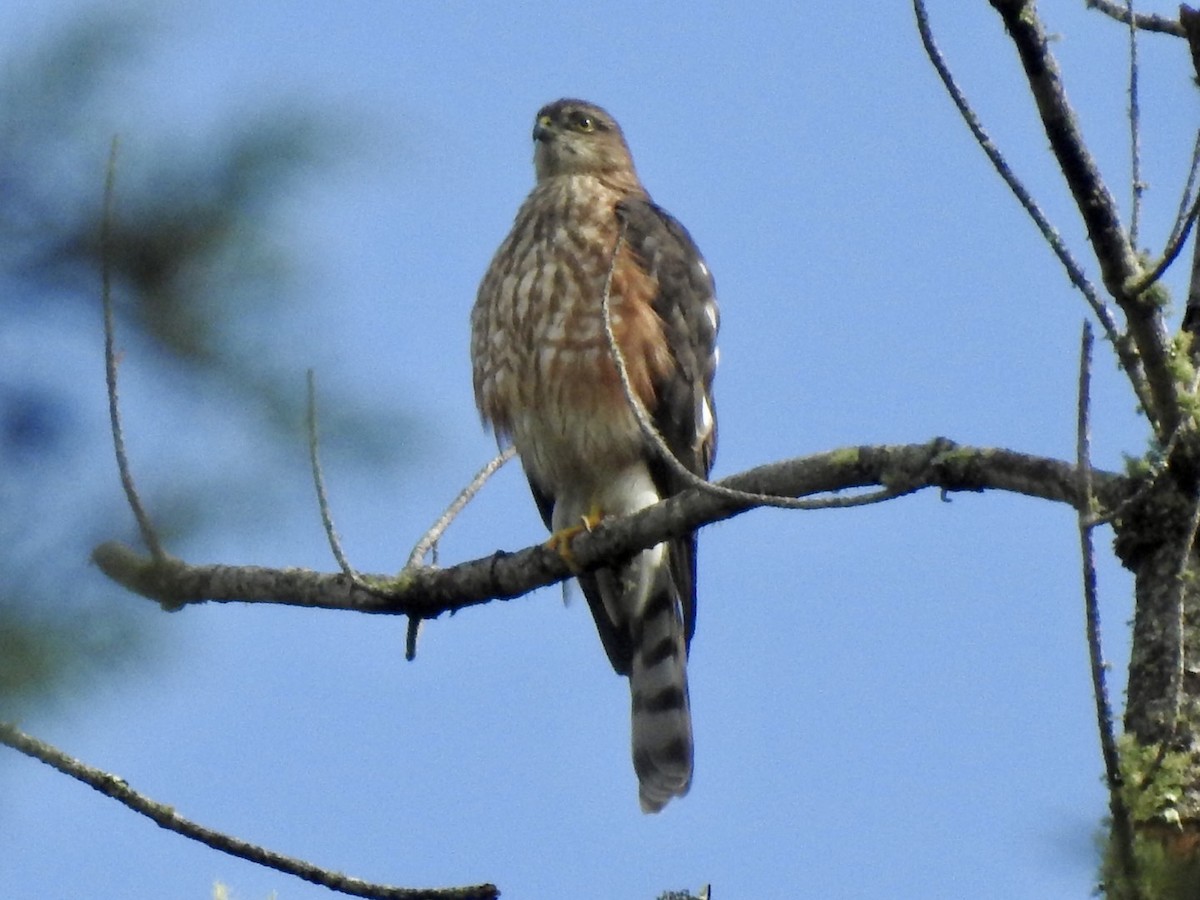 eBird Checklist - 29 Jul 2023 - Torre de Carpio - 10 species