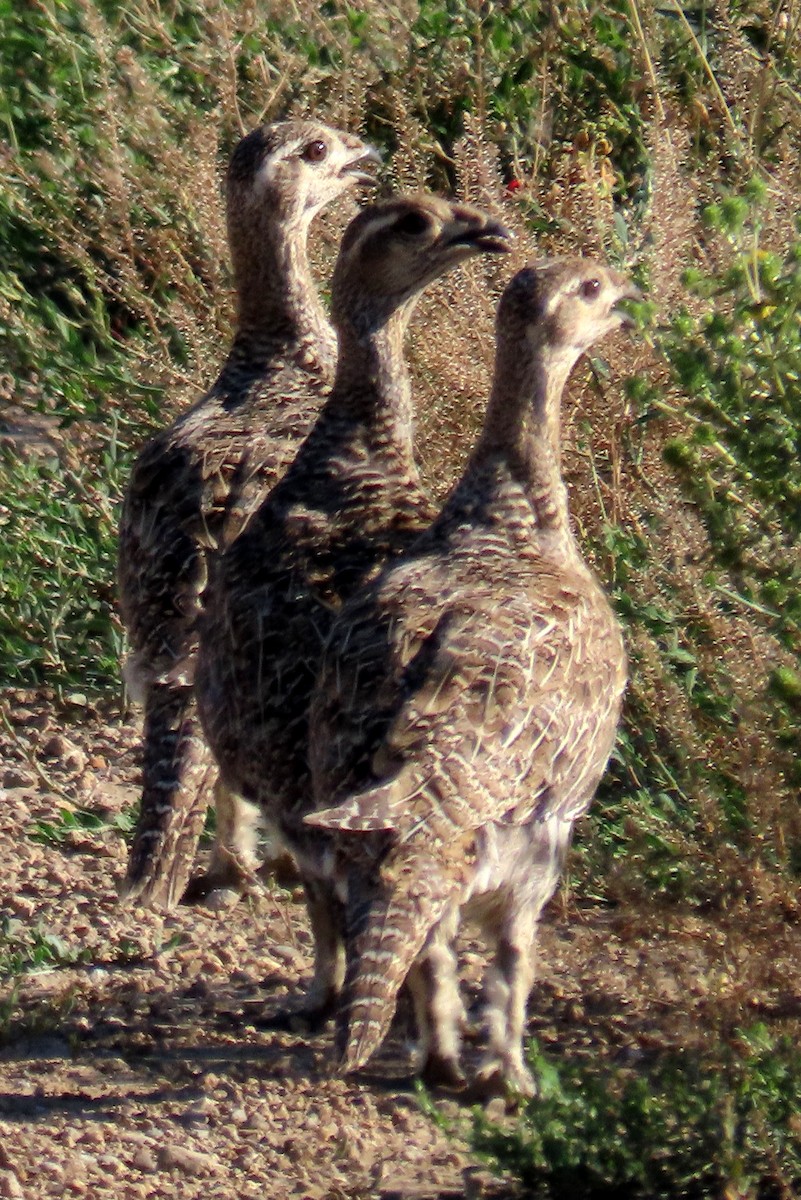 Greater Sage-Grouse - ML598981671