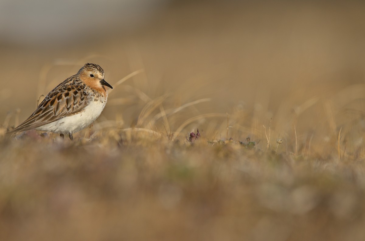Red-necked Stint - Andy Bankert
