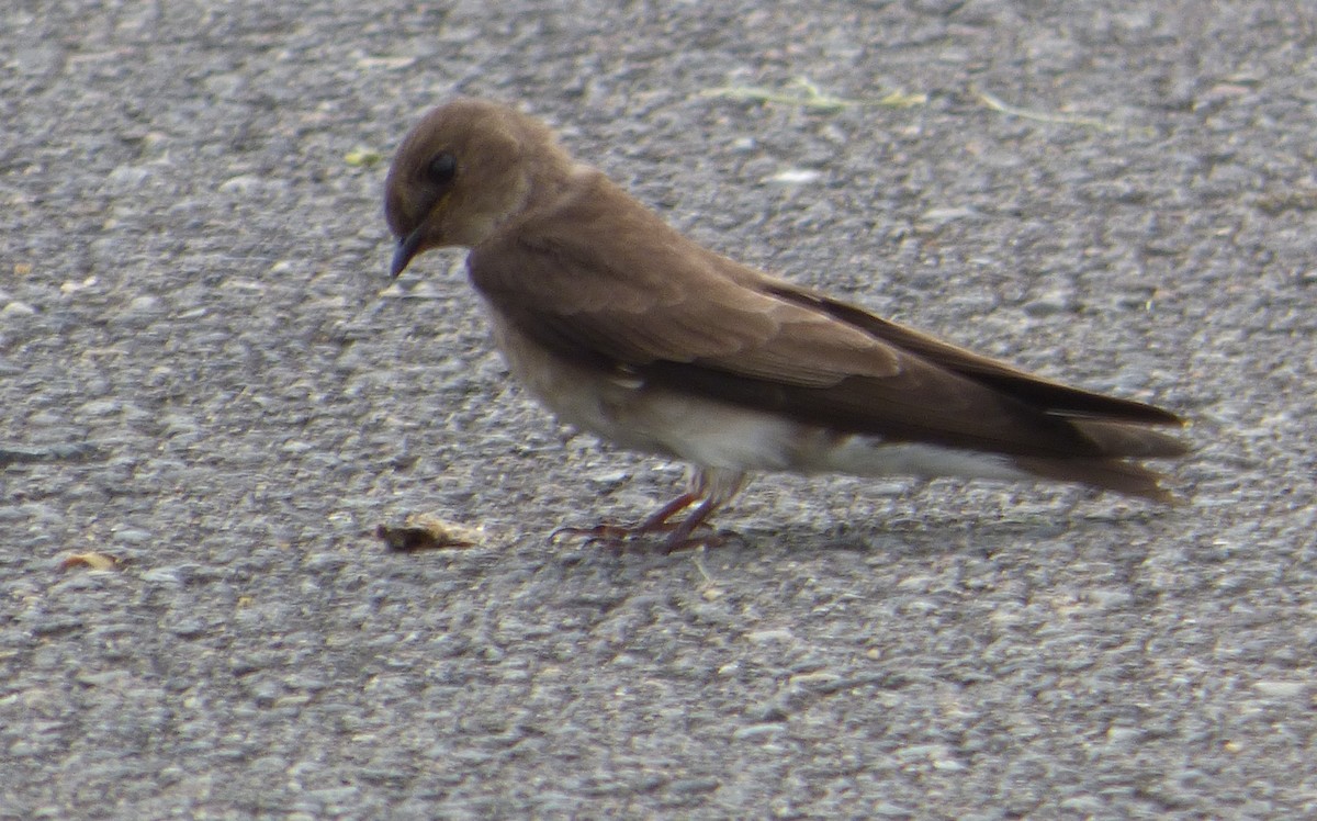 Northern Rough-winged Swallow - ML59898811