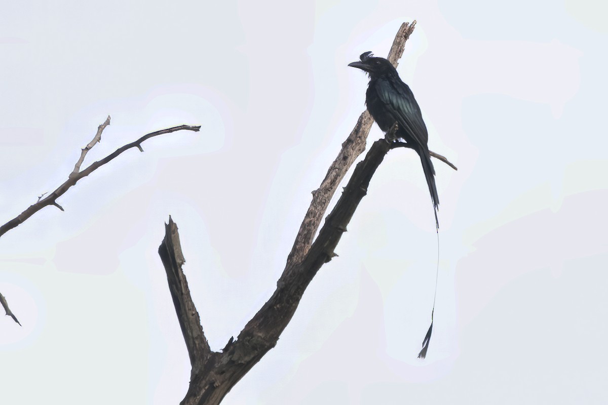 Greater Racket-tailed Drongo - ML598992941