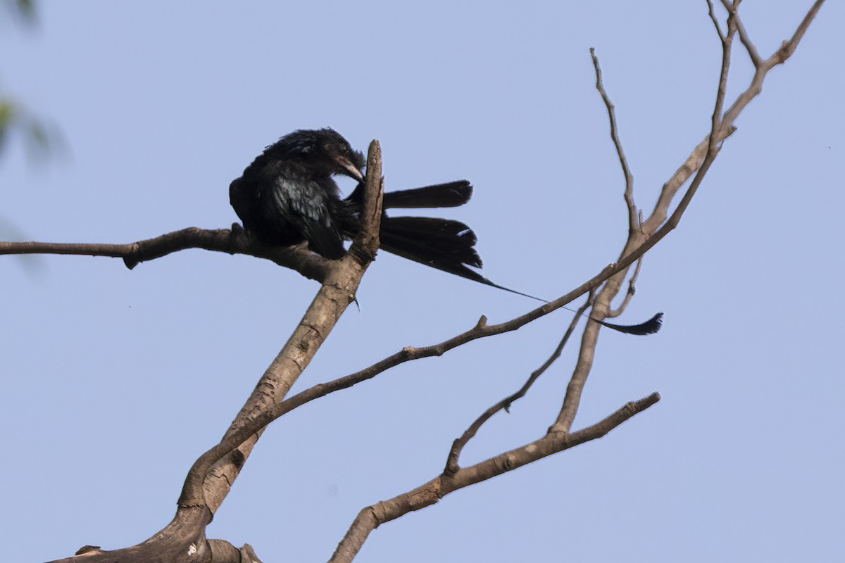 Greater Racket-tailed Drongo - ML598992961