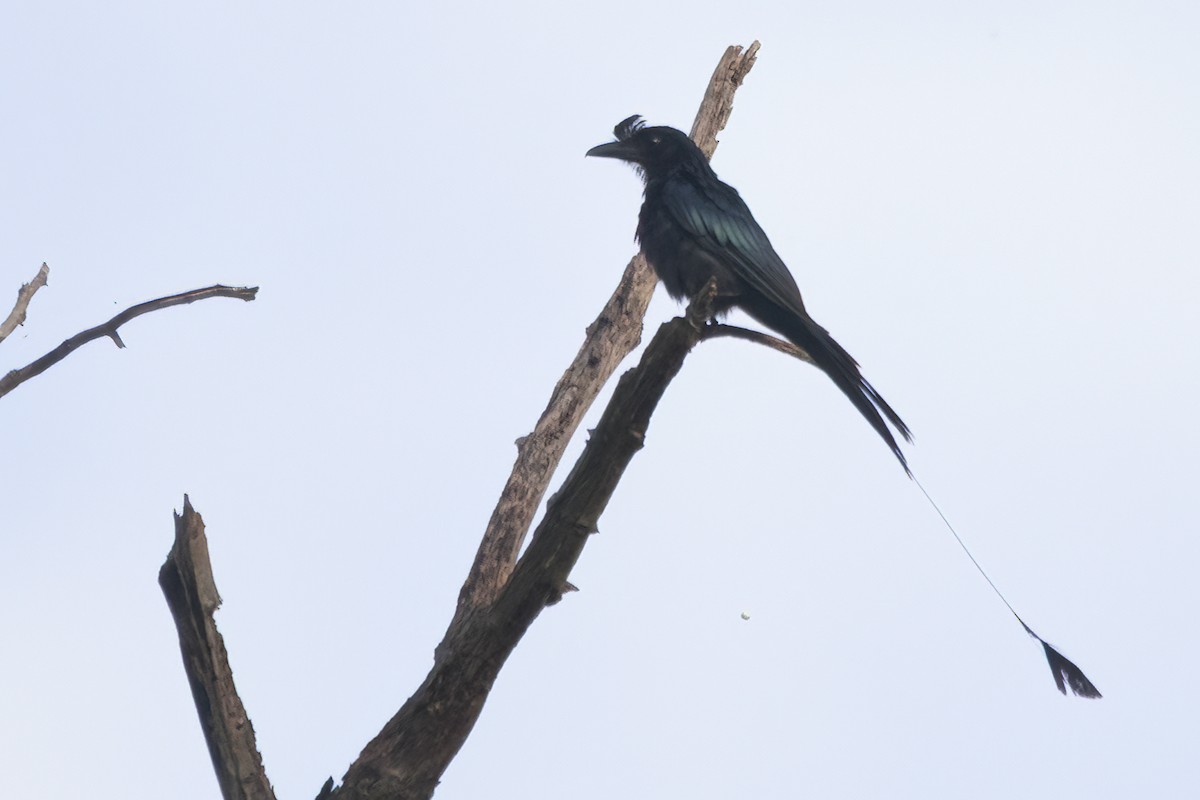 Greater Racket-tailed Drongo - ML598992991