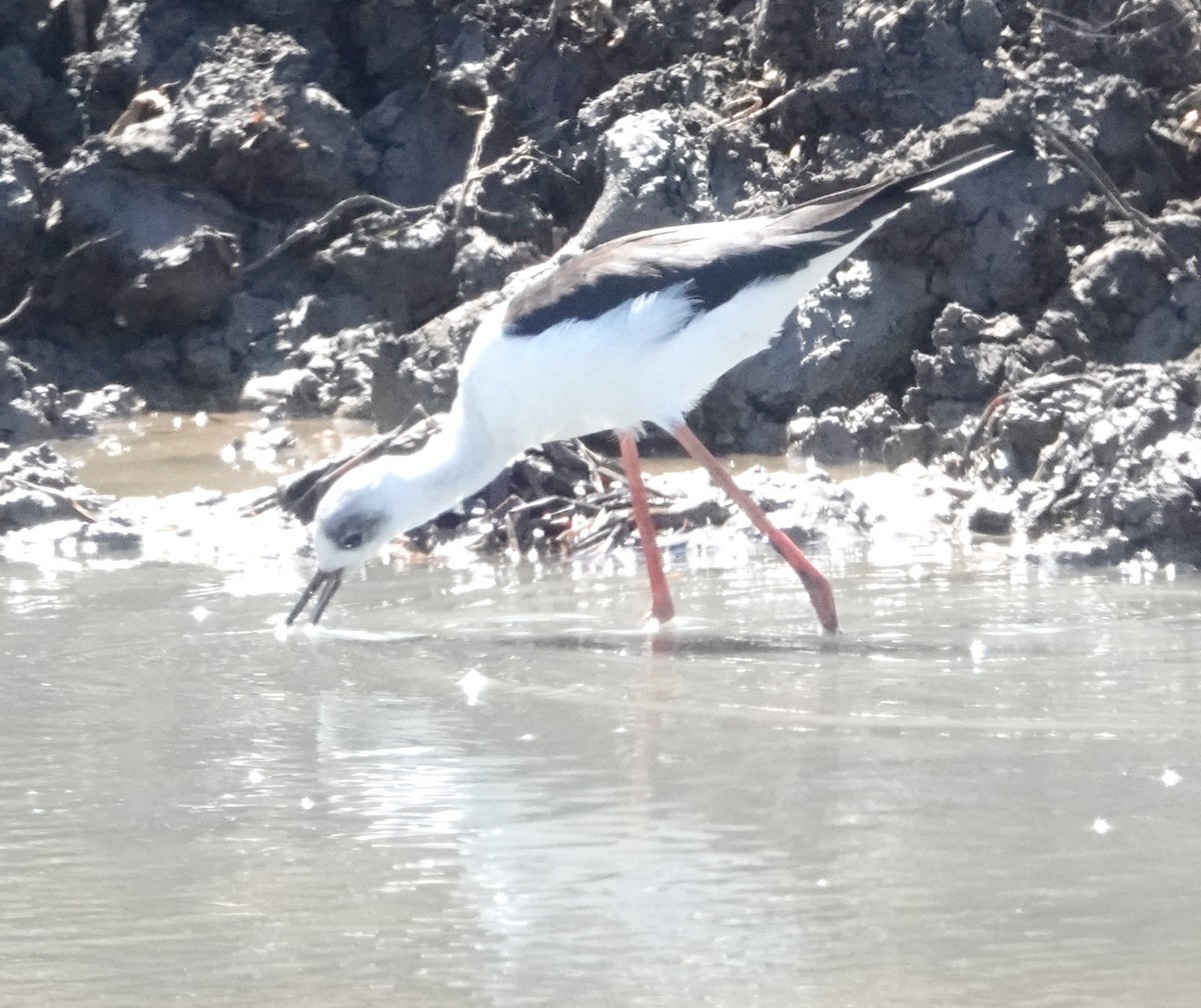 Pied Stilt - ML598998671