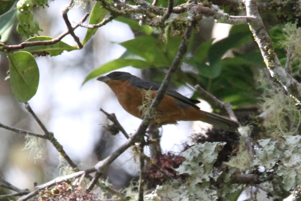Rufous-crested Tanager - ML599000111