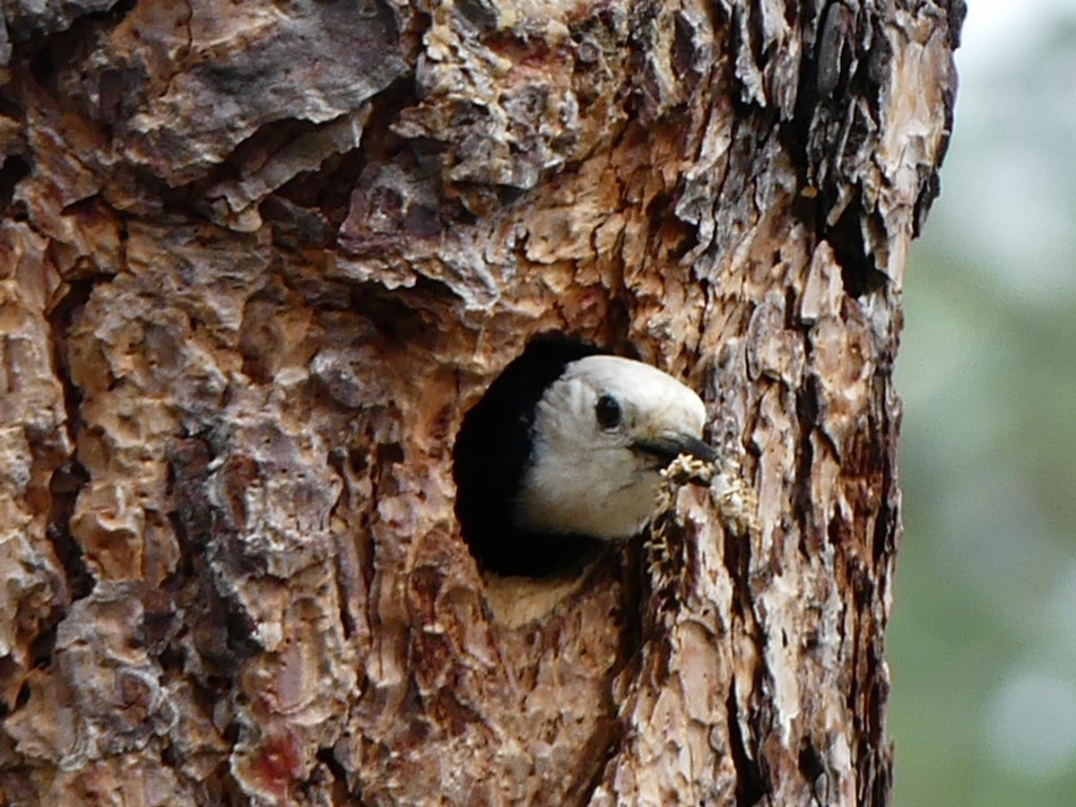 White-headed Woodpecker - Philip Dickinson
