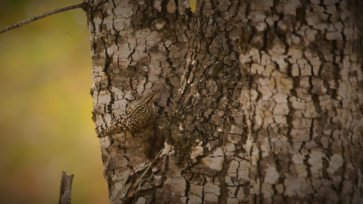 African Spotted Creeper - ML599005041