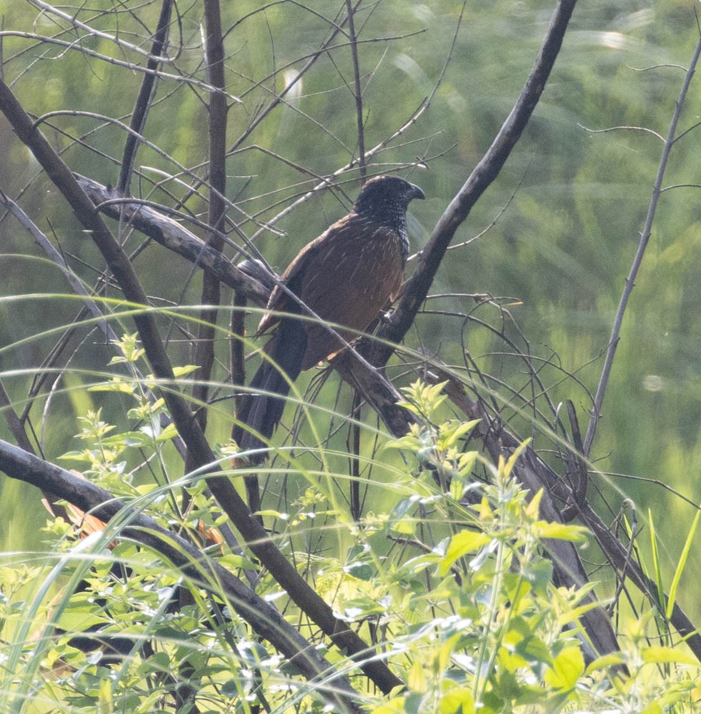 Lesser Coucal - Lindy Fung
