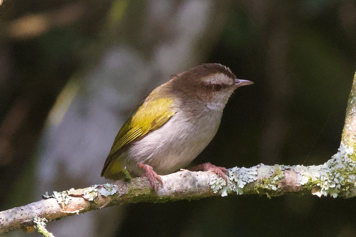 White-browed Crombec - ML599015471