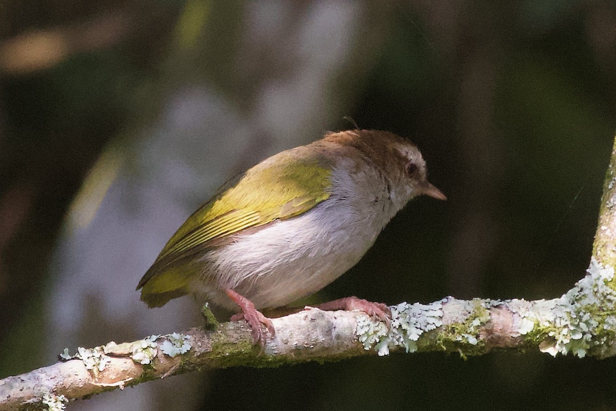 White-browed Crombec - ML599015491