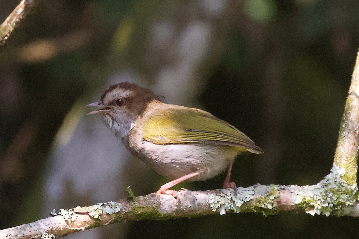 White-browed Crombec - ML599015501