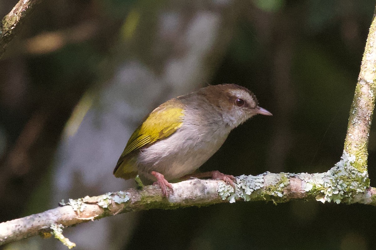 White-browed Crombec - ML599015511