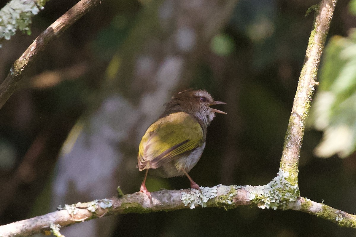 White-browed Crombec - ML599015531