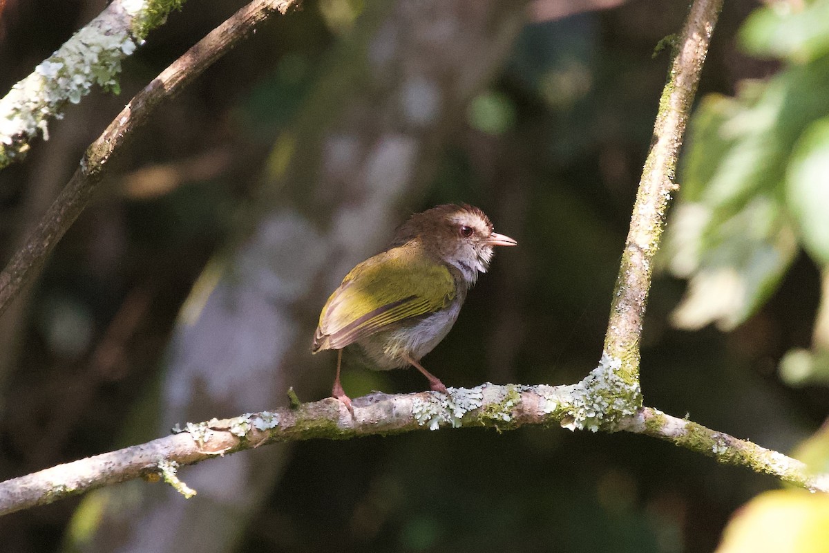 White-browed Crombec - ML599015541